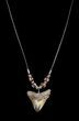 Serrated Megalodon Tooth Necklace #36577-1
